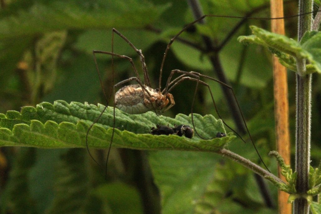 Phalangium opilio?
